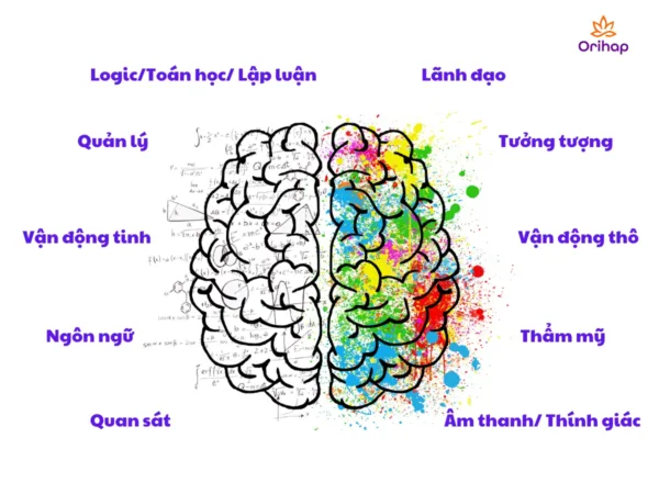 10 vùng chức năng não bộ