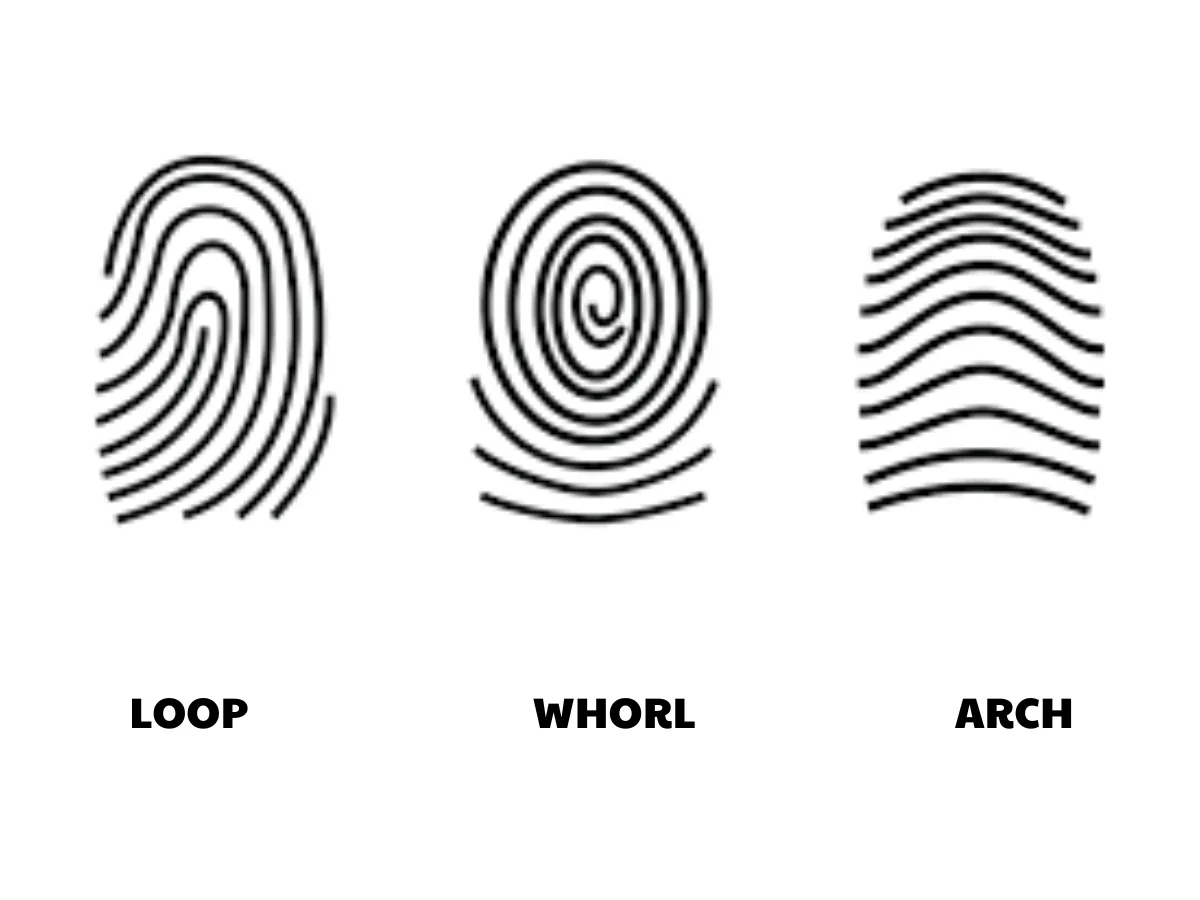 Ba chủng vân tay chính.