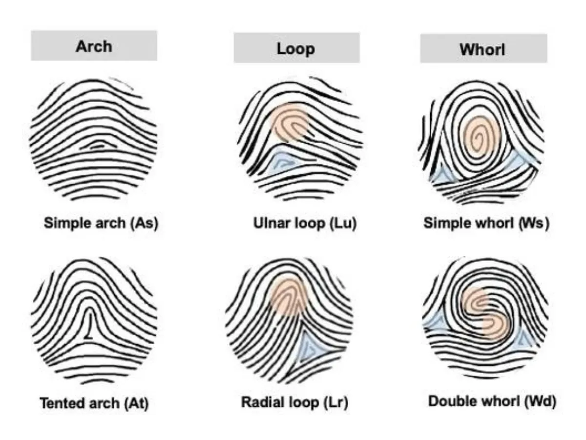 Cách nhận biết các chủng vân tay.