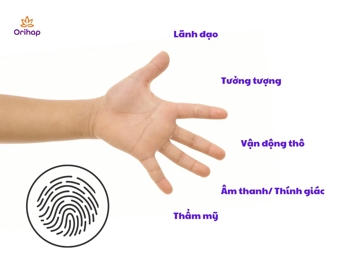 Các chức năng não bộ trên tay trái