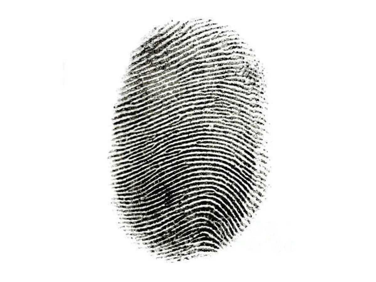 Mẫu chủng vân tay Arch.