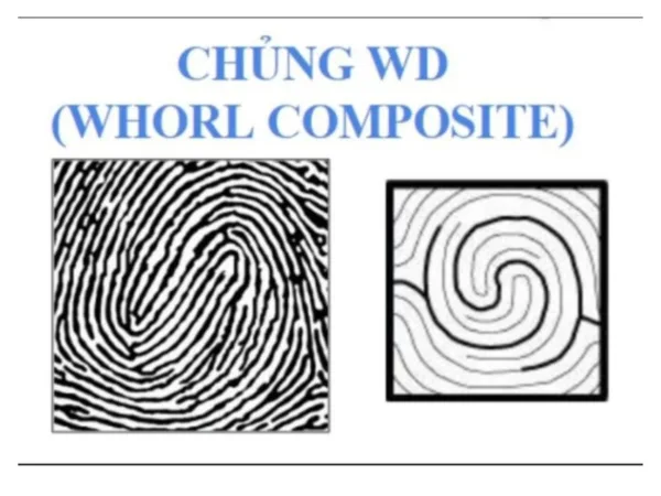 Chủng vân tay WD