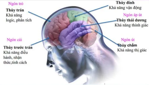 Mỗi thùy não đảm nhận một chức năng khác nhau
