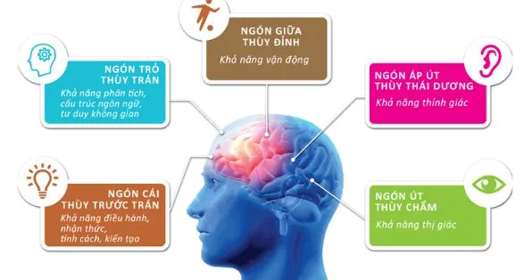 5 thùy não - Bật mí những điều ít ai biết