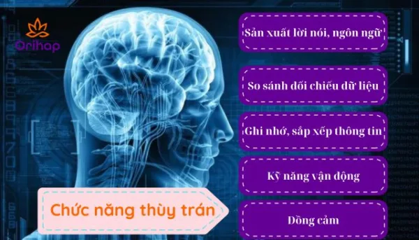 Các chức năng của thùy trán
