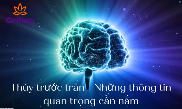 Thùy trước trán - Những thông tin quan trọng cần nắm