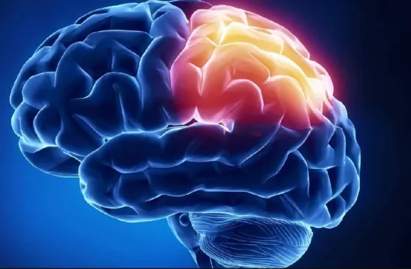 Giải mã điều thú vị về thùy đỉnh