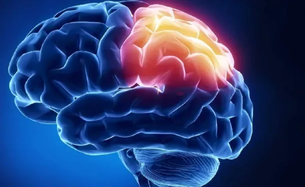 5 thùy não - Bật mí những điều ít ai biết