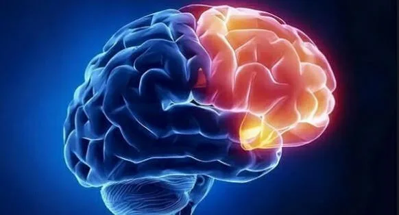 5 thùy não - Bật mí những điều ít ai biết