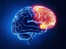 Vị trí của thùy trán