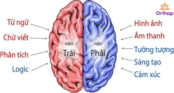  Cân bằng hai bán cầu não như thế nào?